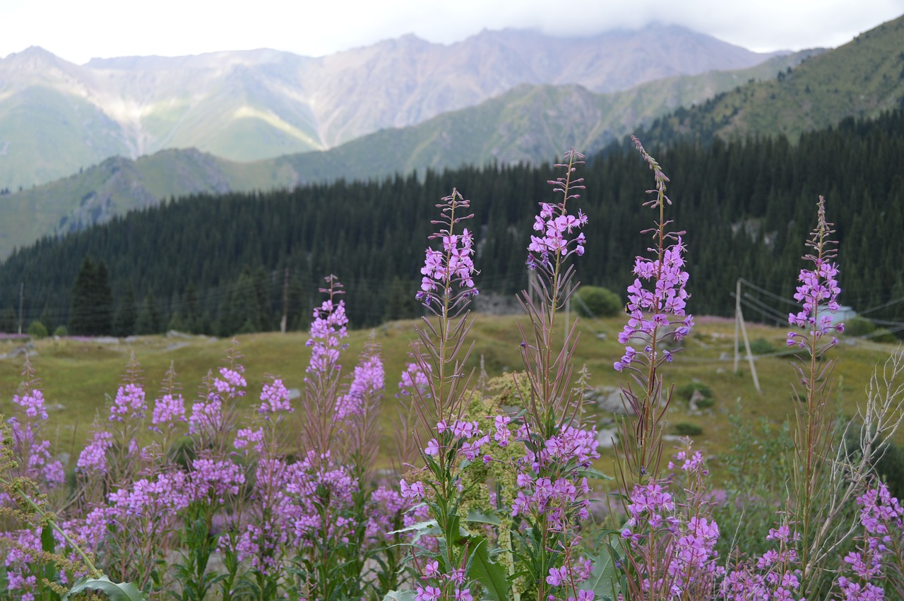 nature flowers mountains free photo