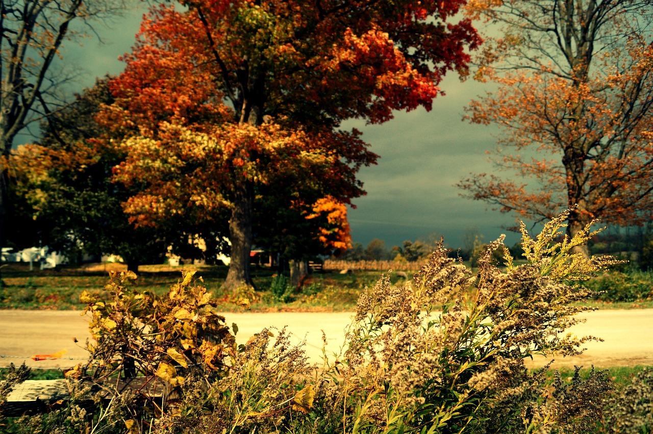 nature trees leaves free photo