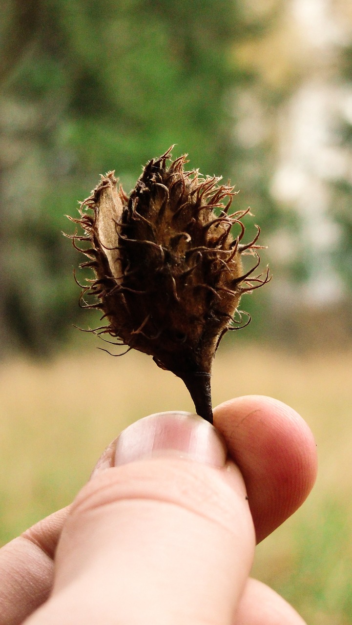 nature plant fruit free photo