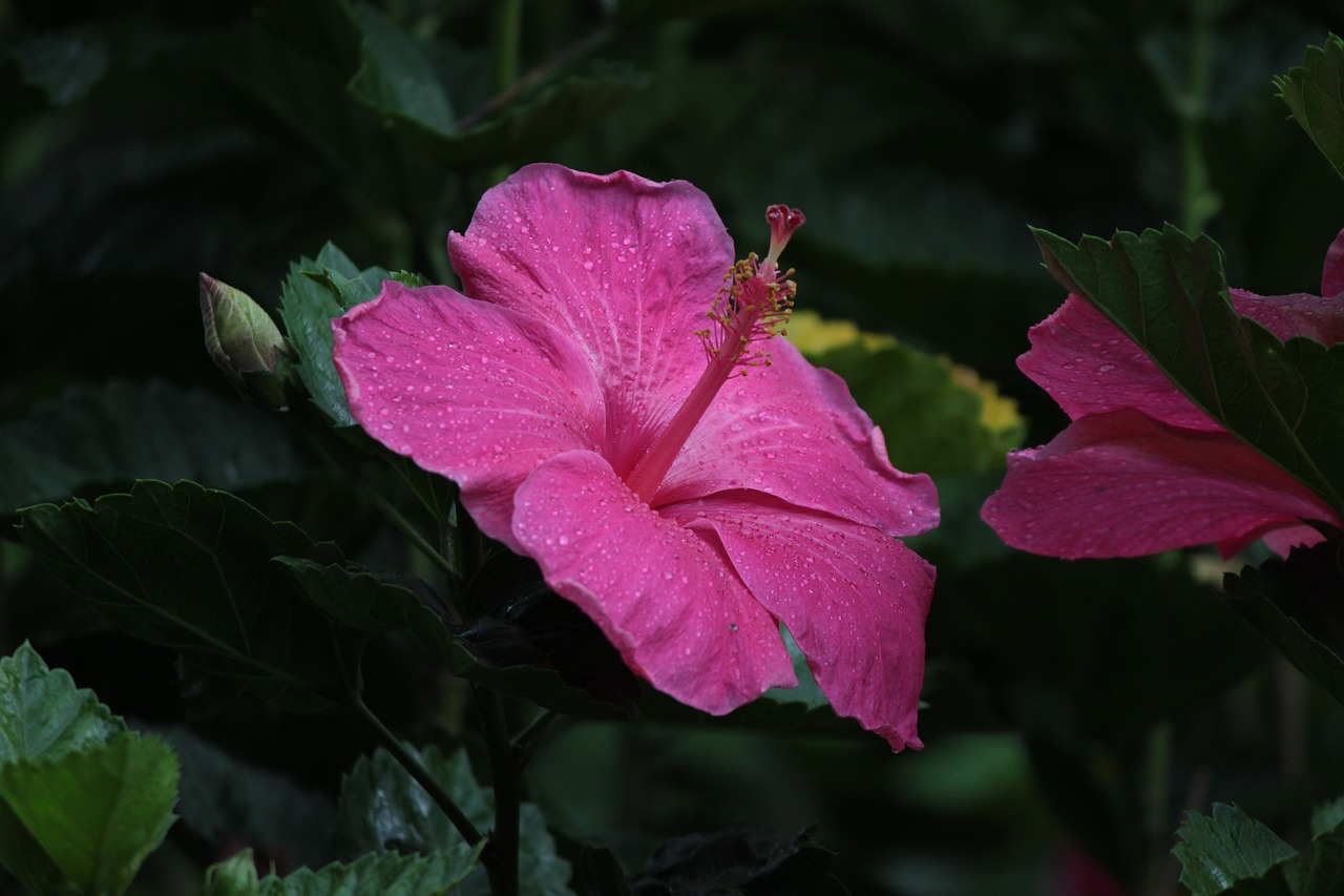 nature pink flower free photo