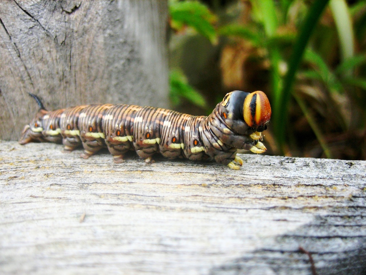 nature animals caterpillar free photo