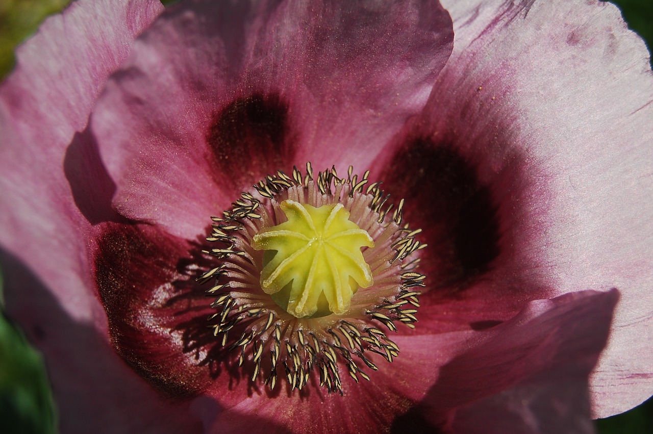 nature poppy red free photo