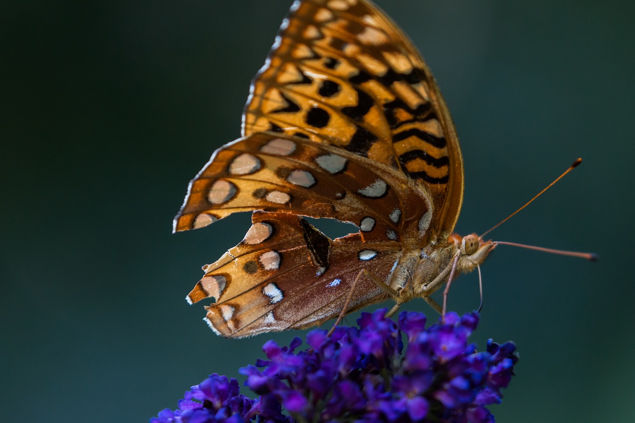 nature insect butterfly free photo