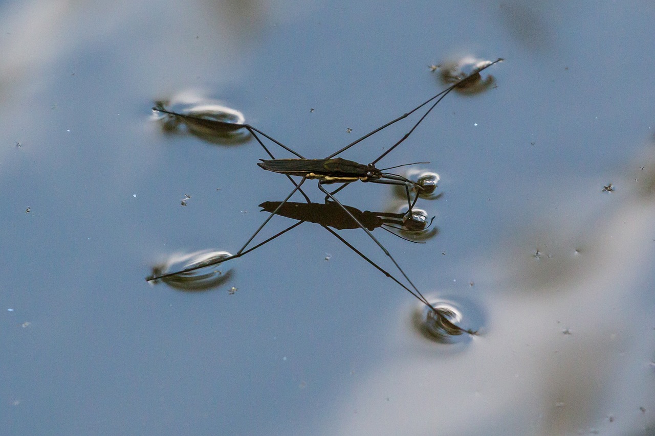 nature water bug free photo