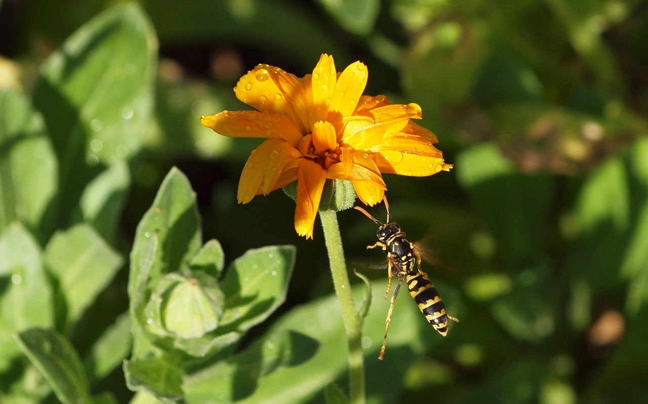 nature macro insect free photo