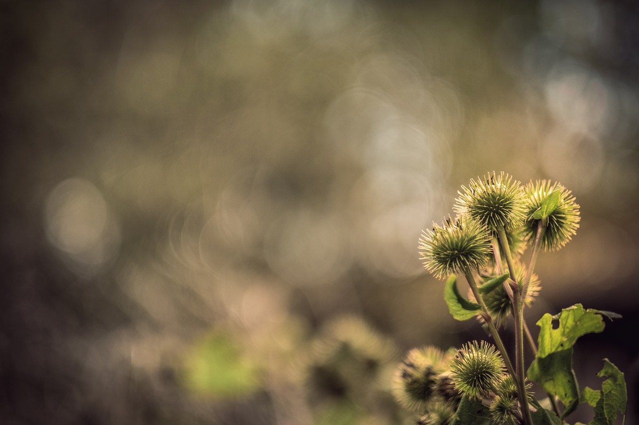 nature flowers field free photo