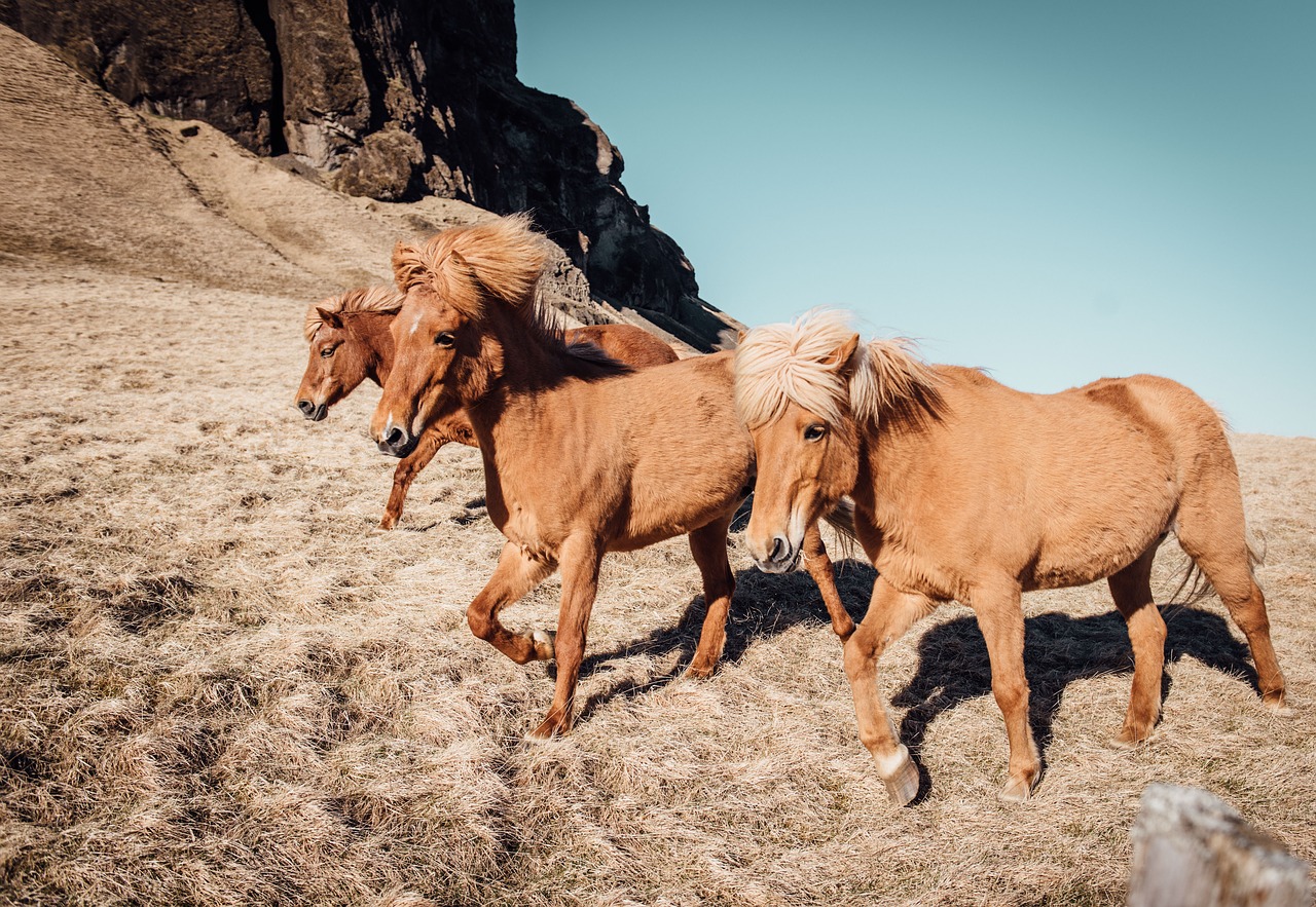 nature animals horses free photo