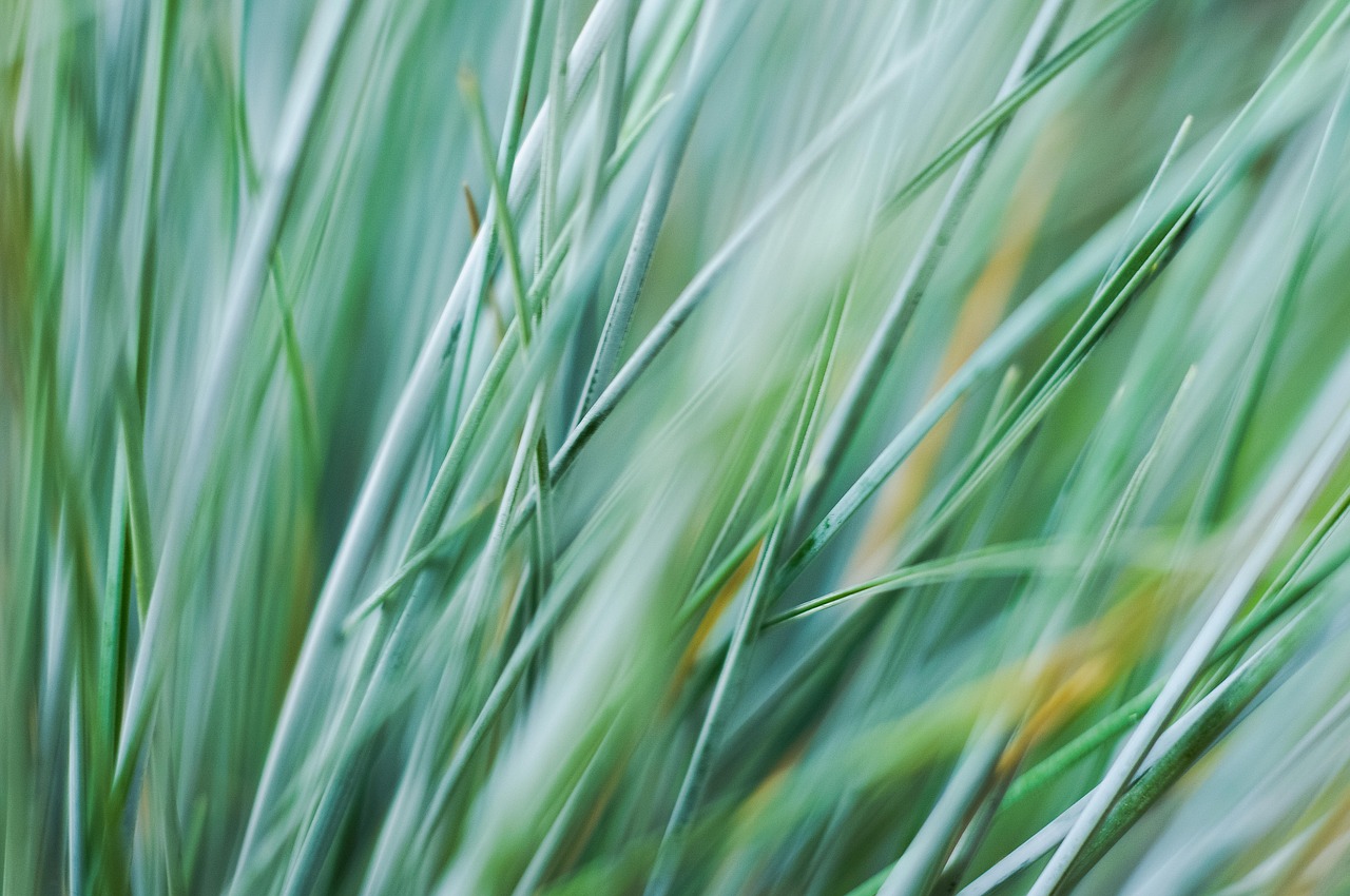 nature grass sway free photo