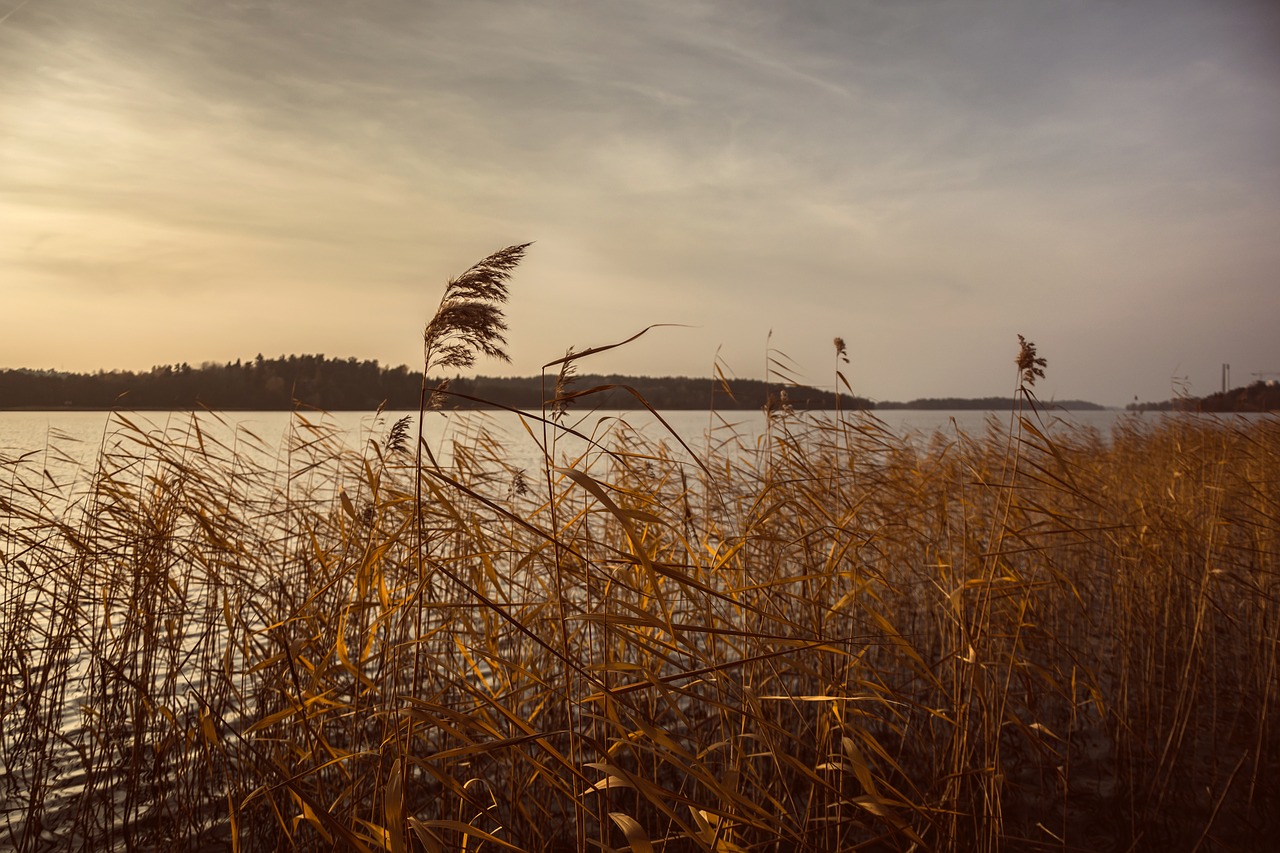 nature grass stems free photo