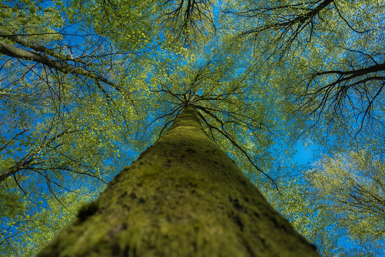 nature trees leaves free photo