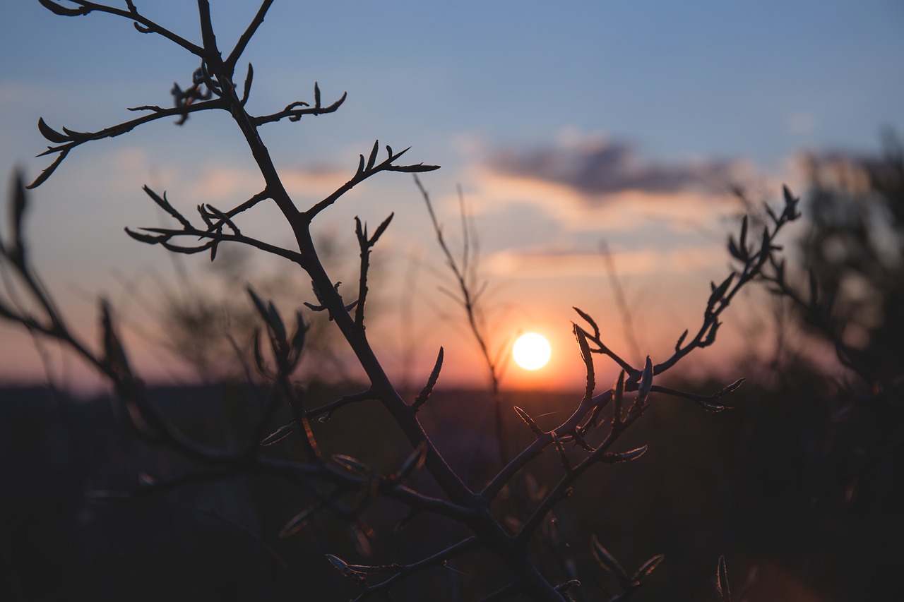 nature trees branches free photo