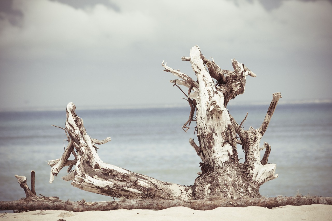 nature beach shore free photo