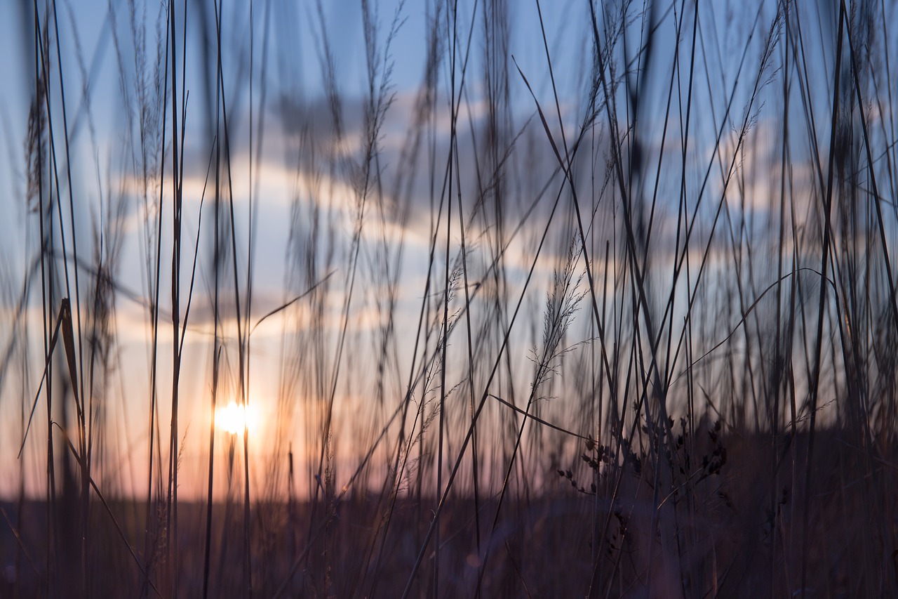 nature grass stems free photo