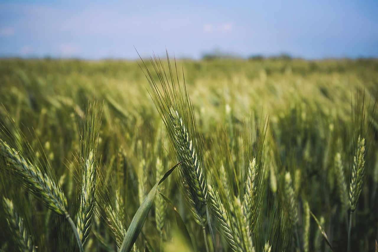 nature wheat field free photo