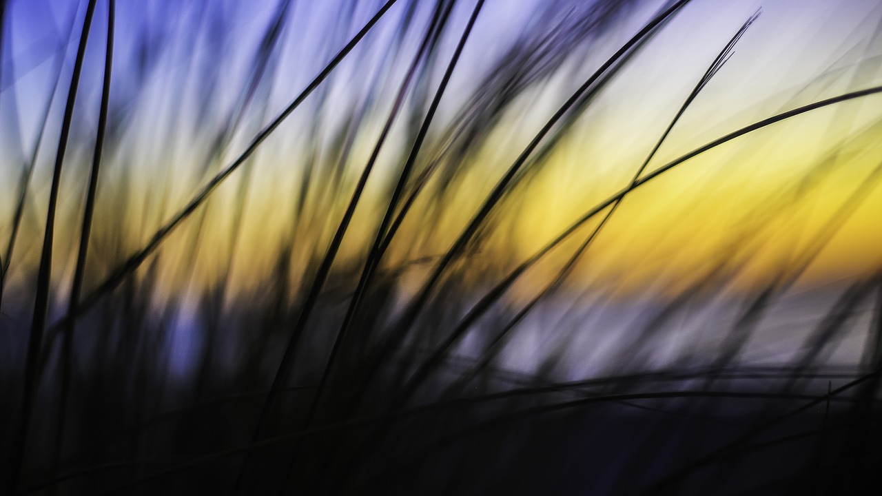 nature grass sway free photo