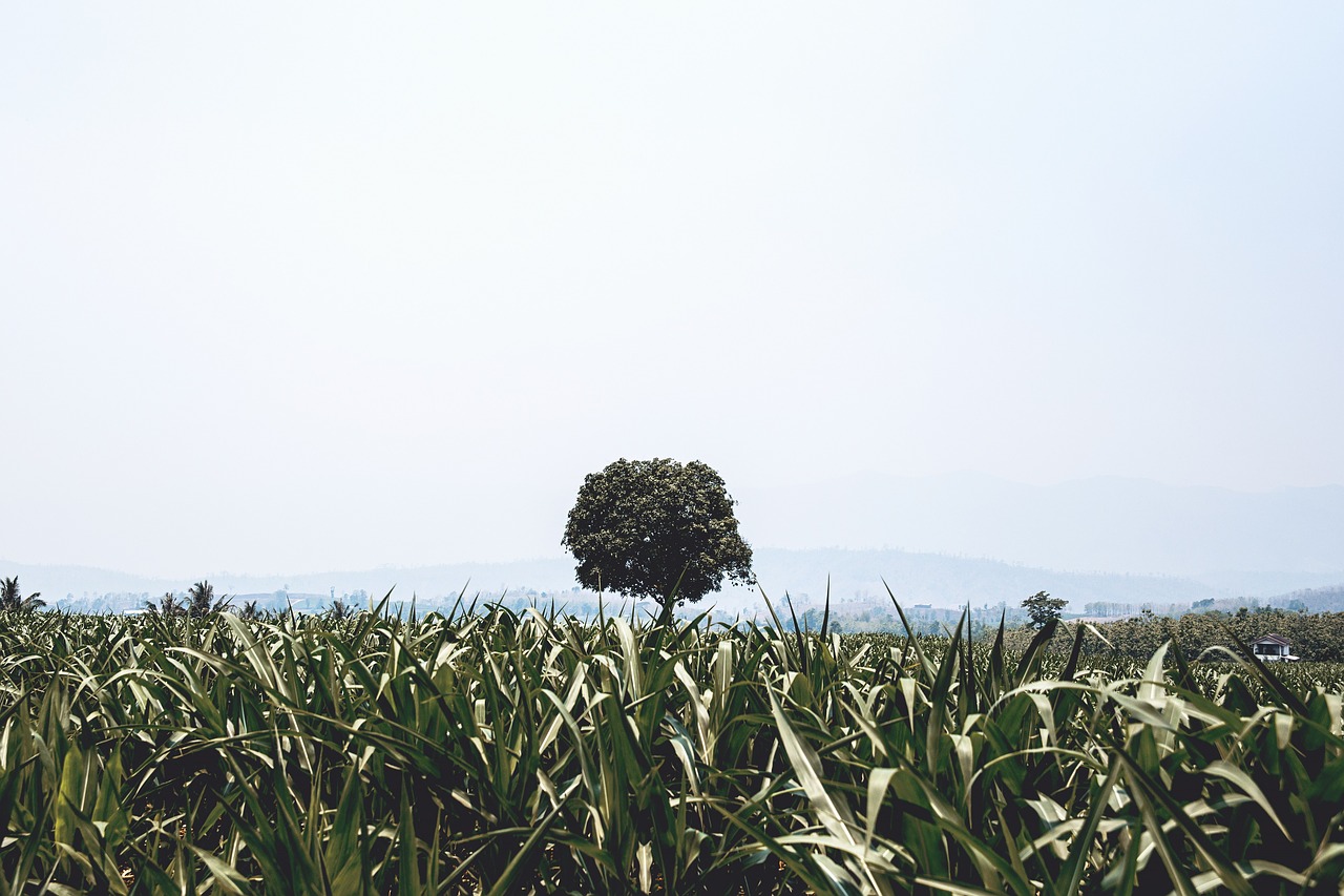 nature field grass free photo