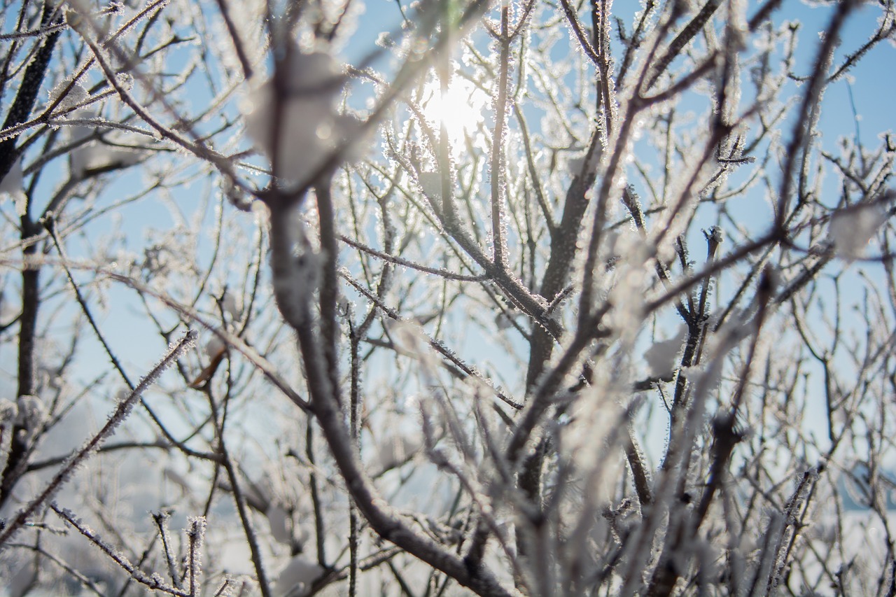 nature trees branches free photo