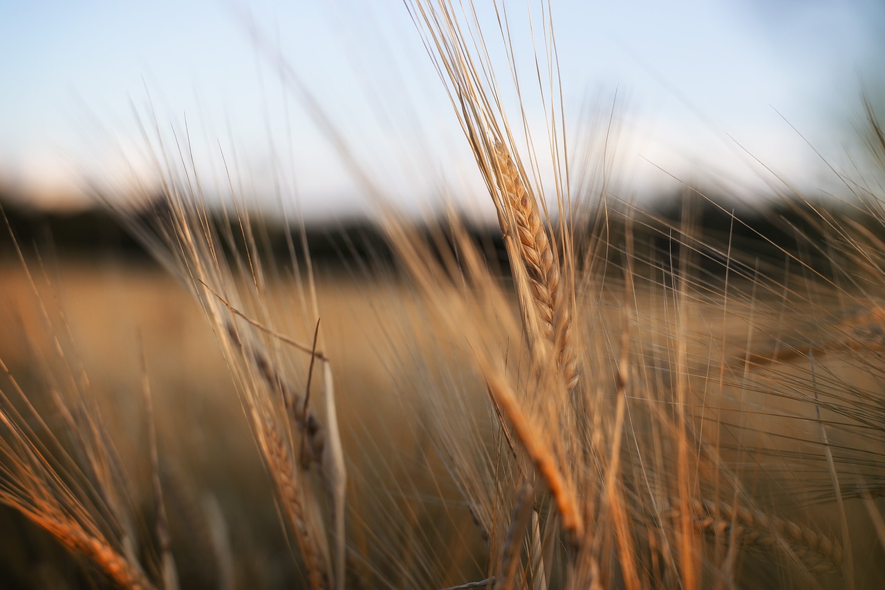 nature wheat field free photo