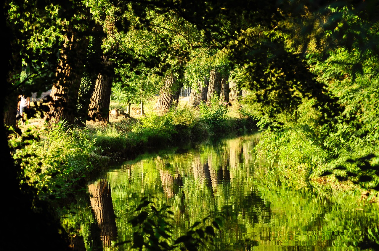 nature forests trees free photo