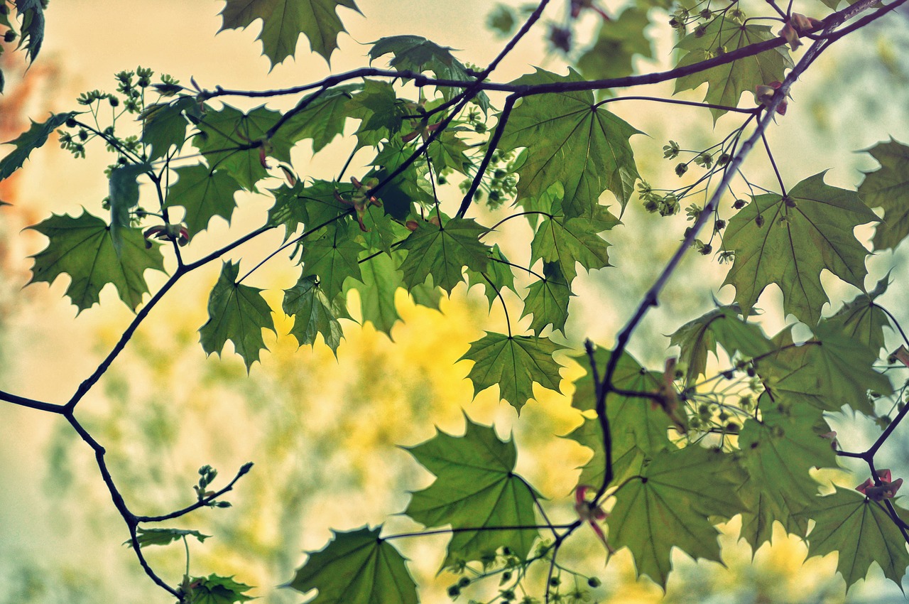 nature trees branches free photo