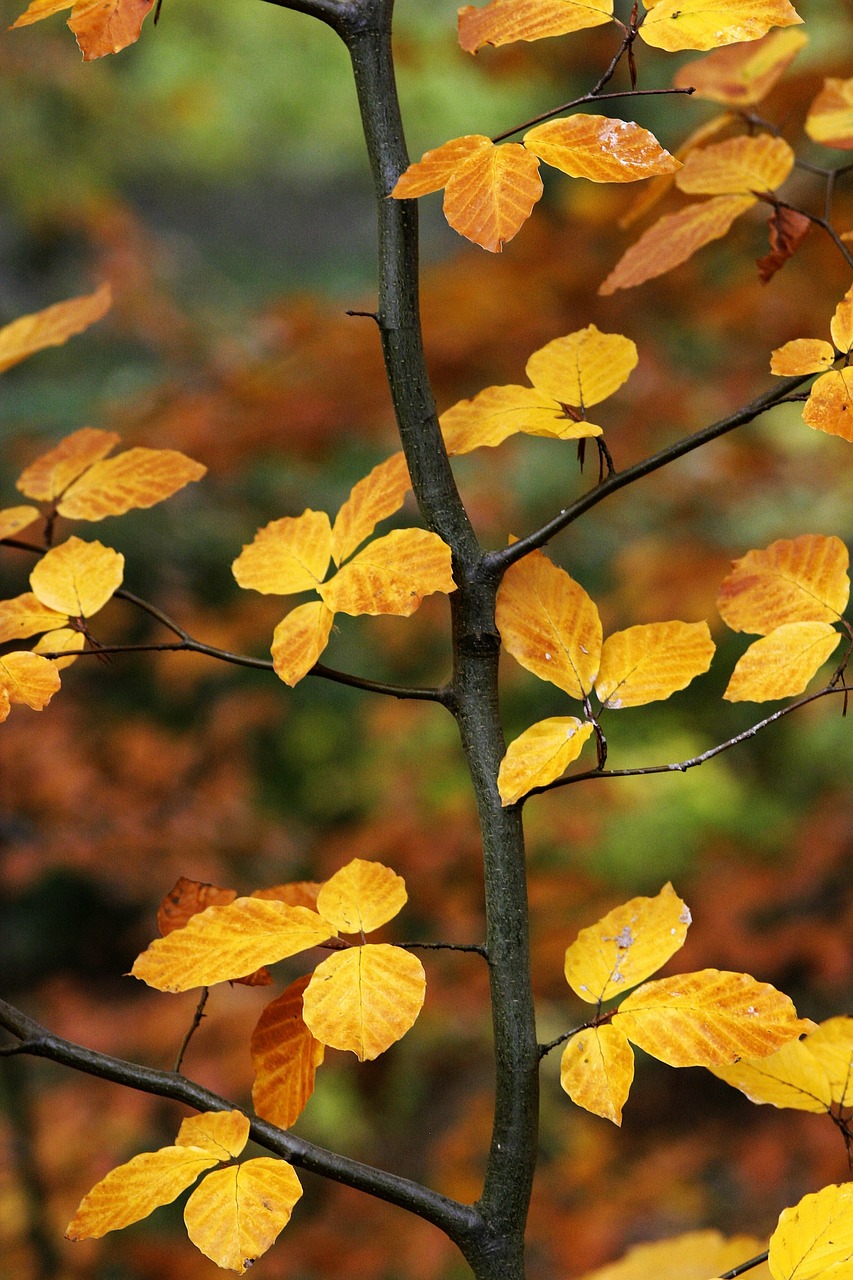 nature plants trees free photo