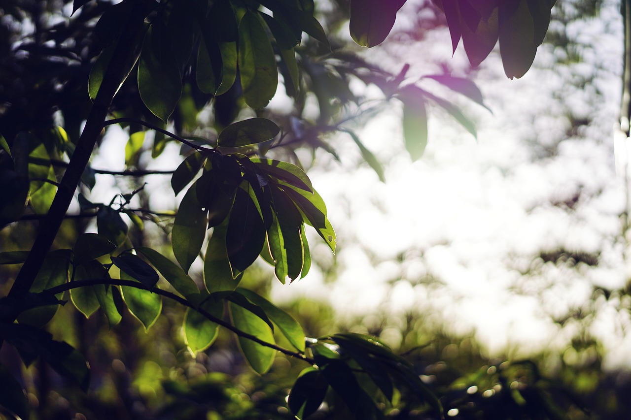 nature plants trees free photo