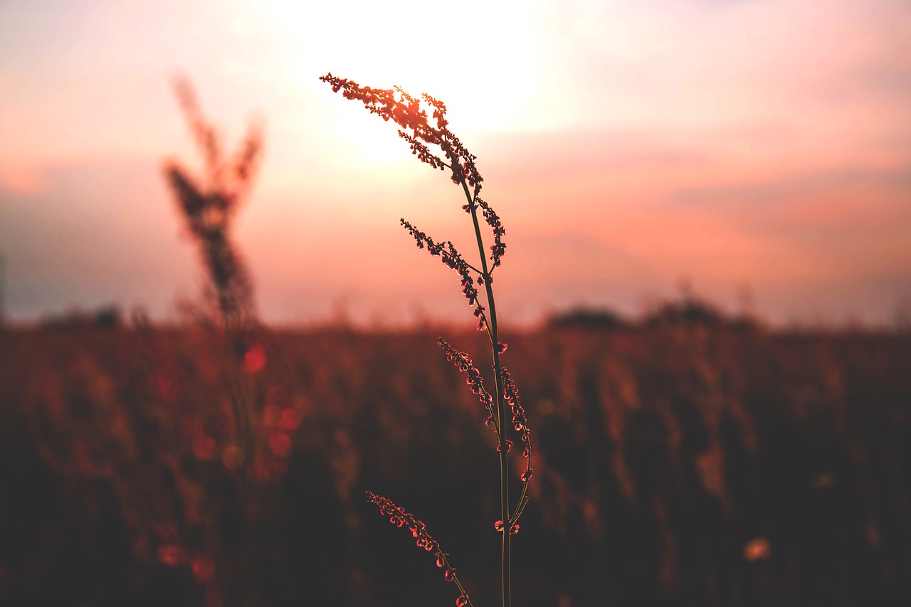 nature plains grass free photo