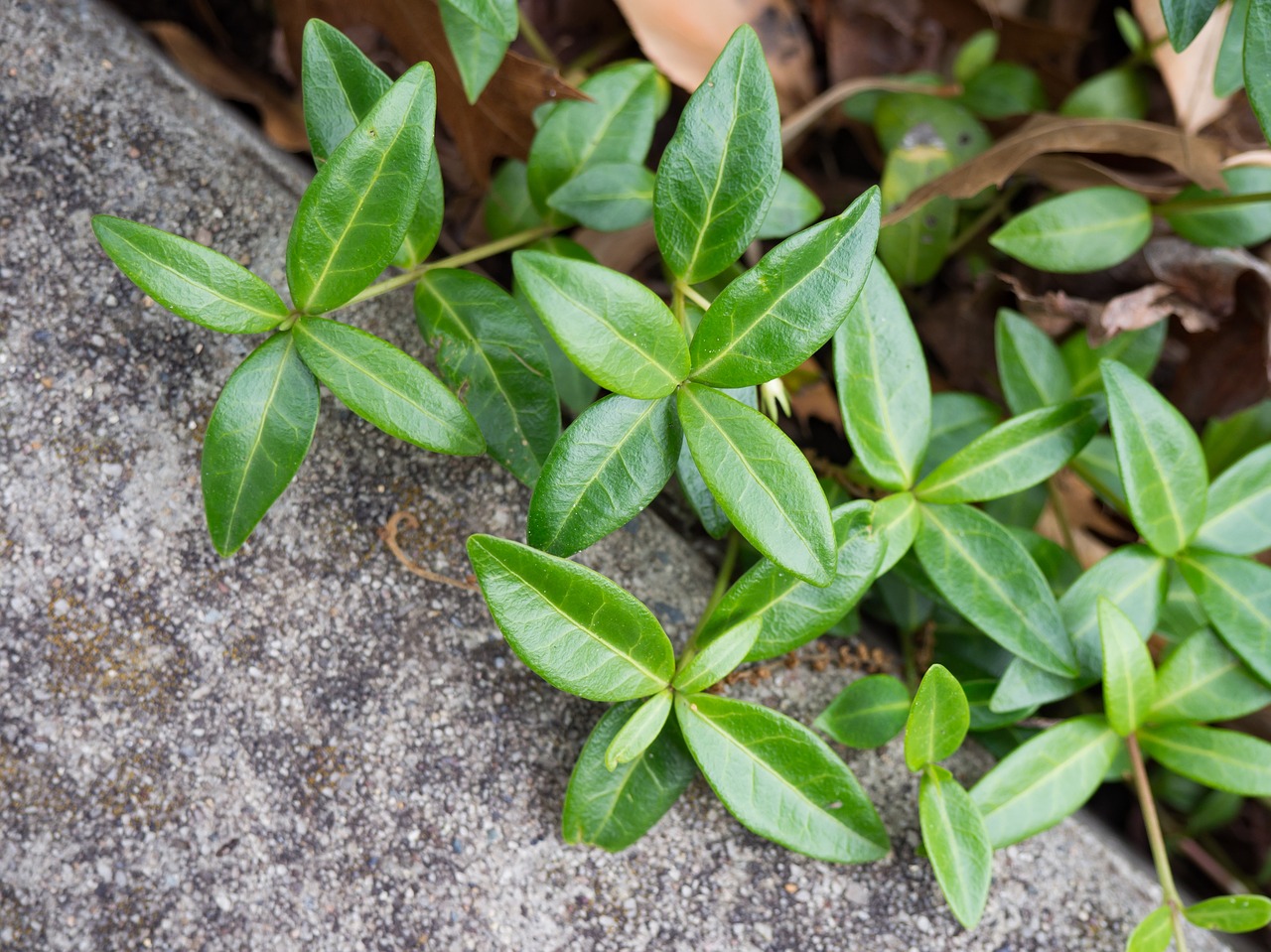 nature leaves ground free photo