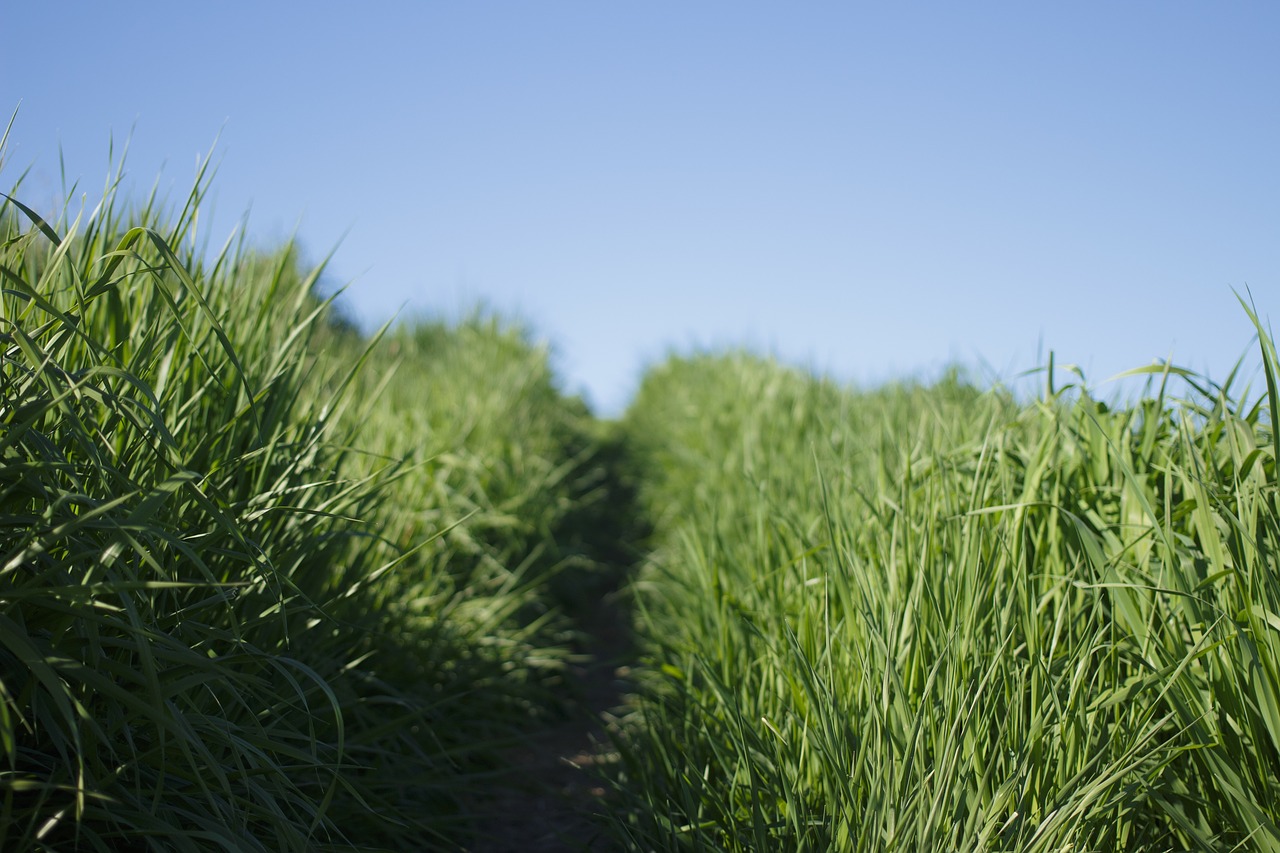 nature grasslands grass free photo