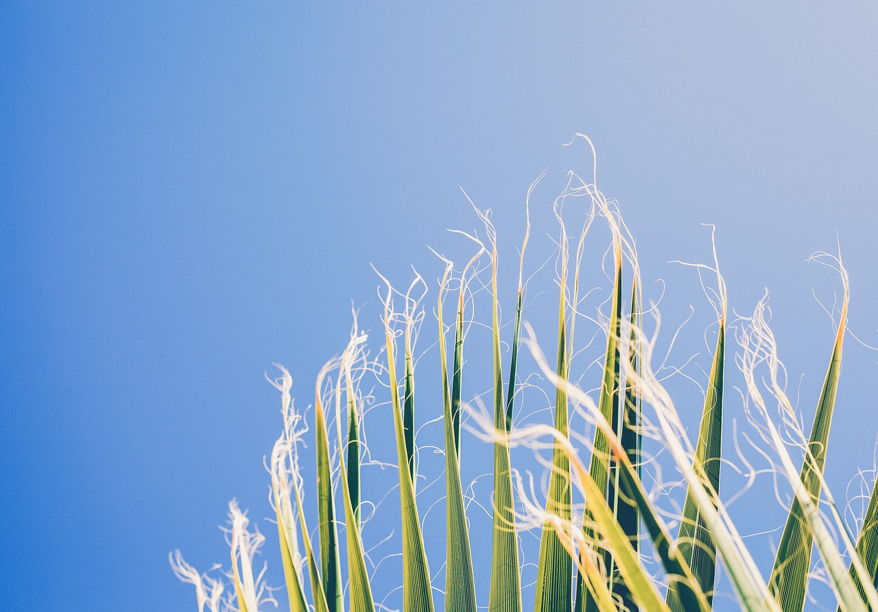 nature harvest crops free photo