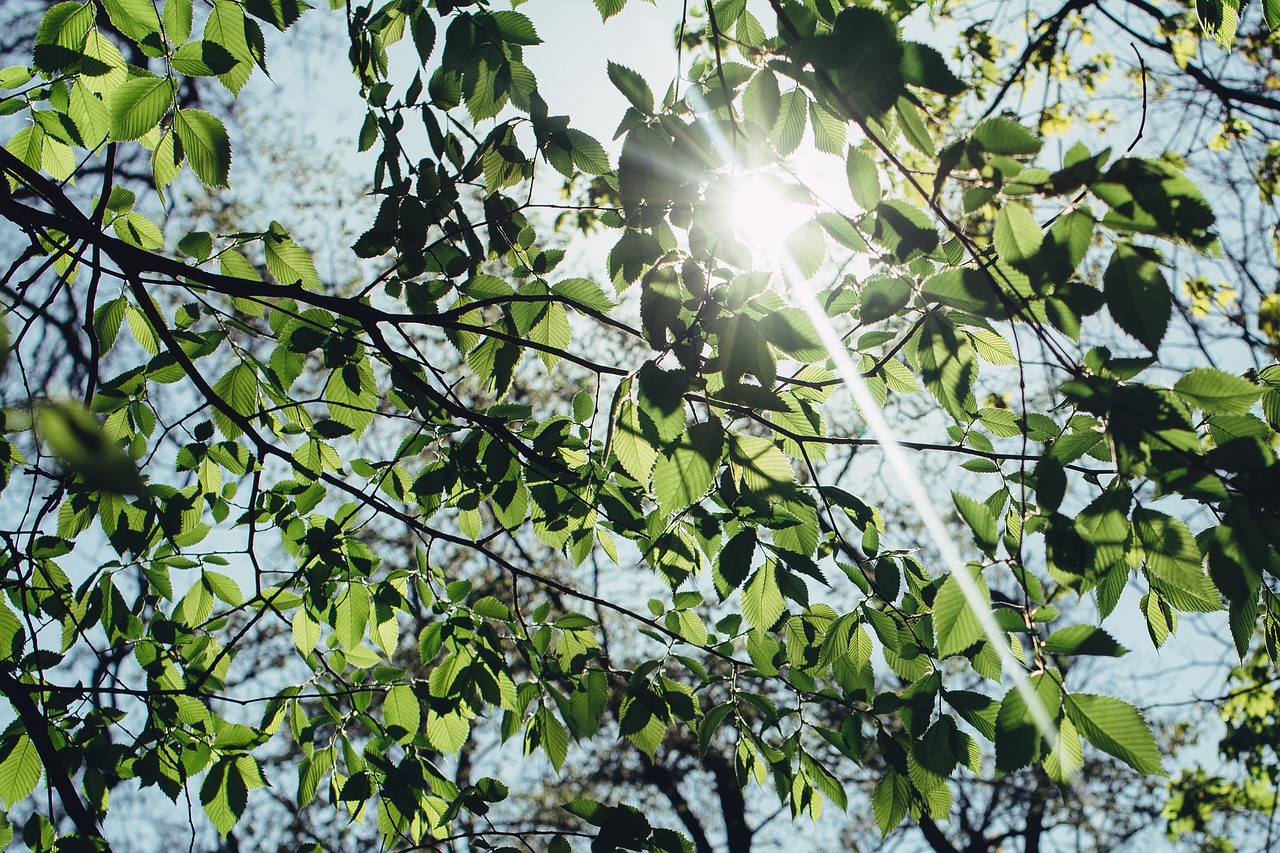 nature trees branches free photo