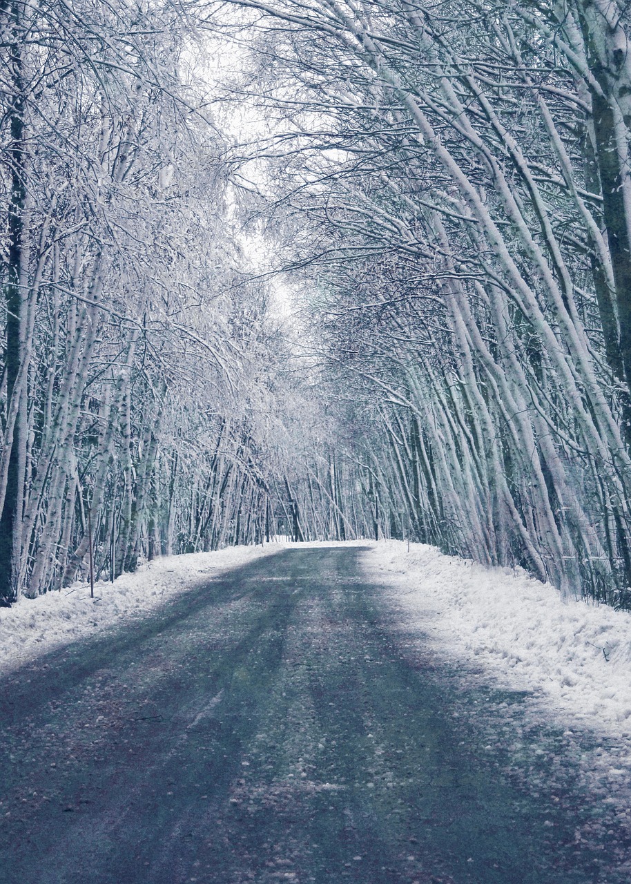 nature forests trees free photo