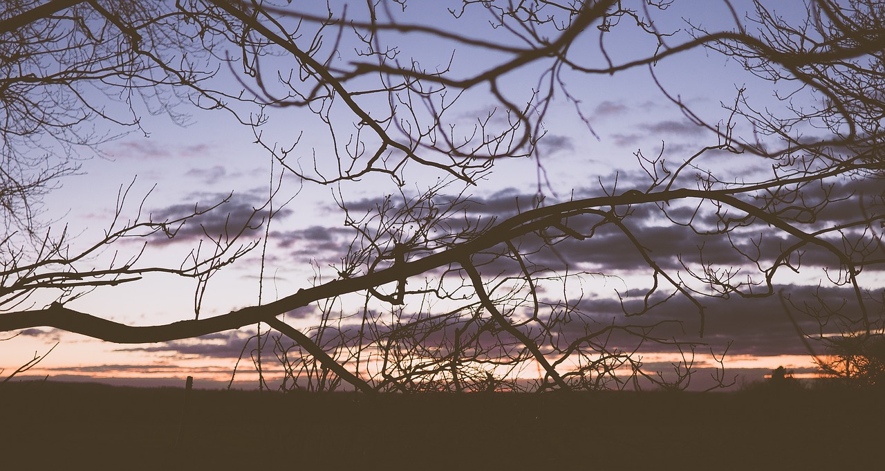 nature trees branches free photo