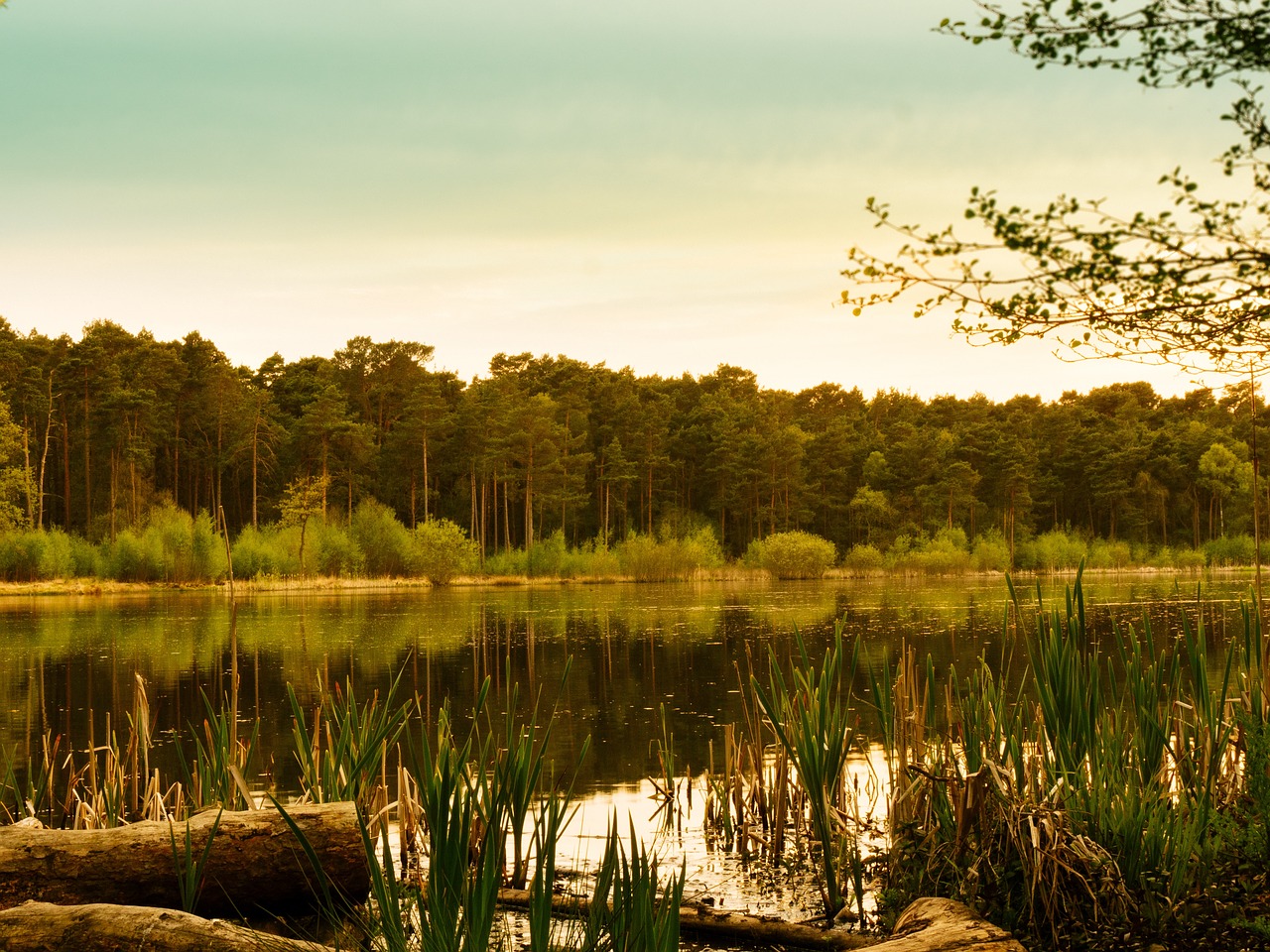 nature swamp marsh free photo