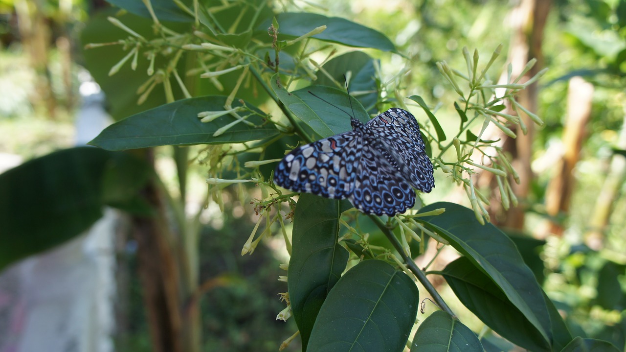 nature butterfly vegetation free photo