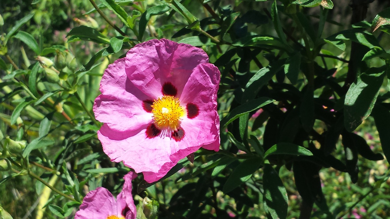 nature flower pink free photo