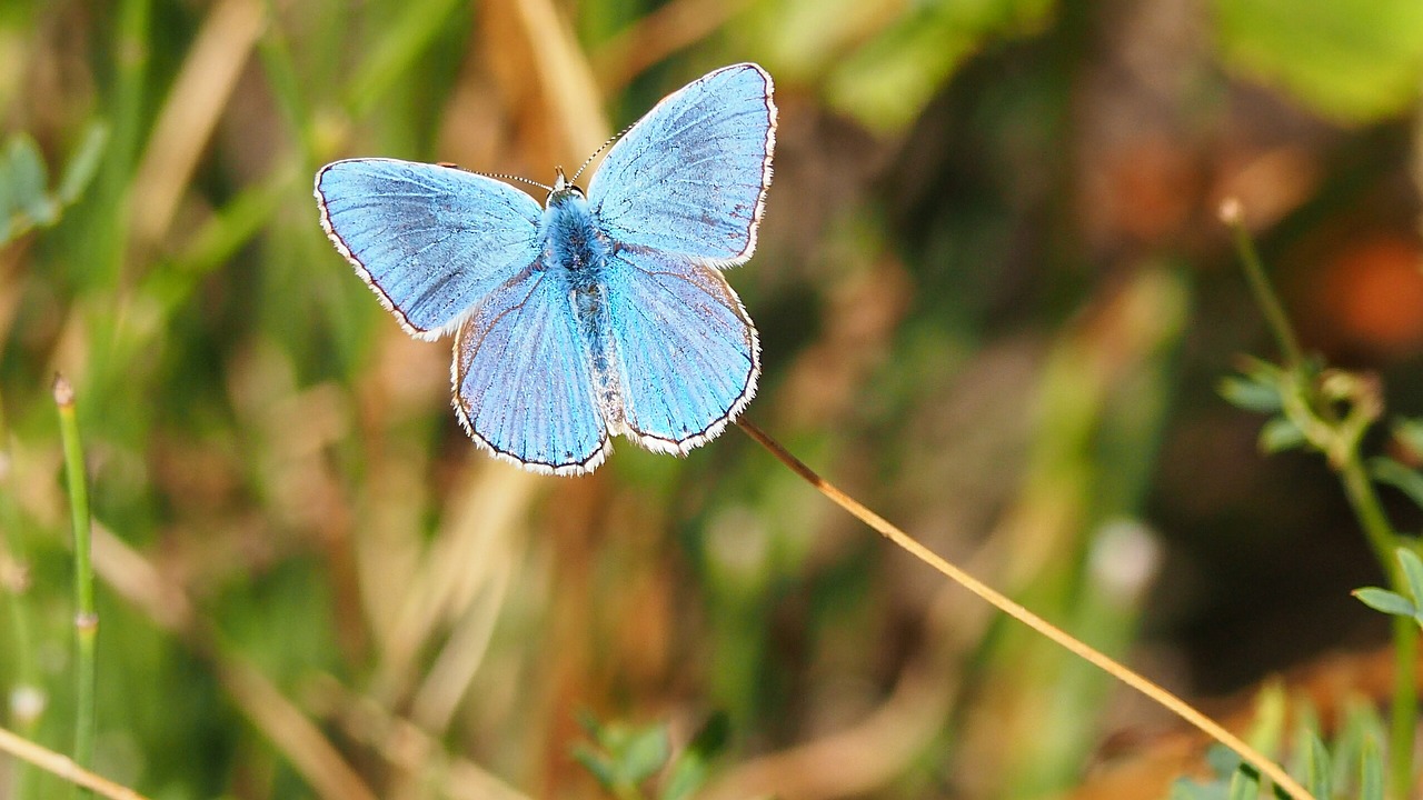 nature butterfly blue free photo