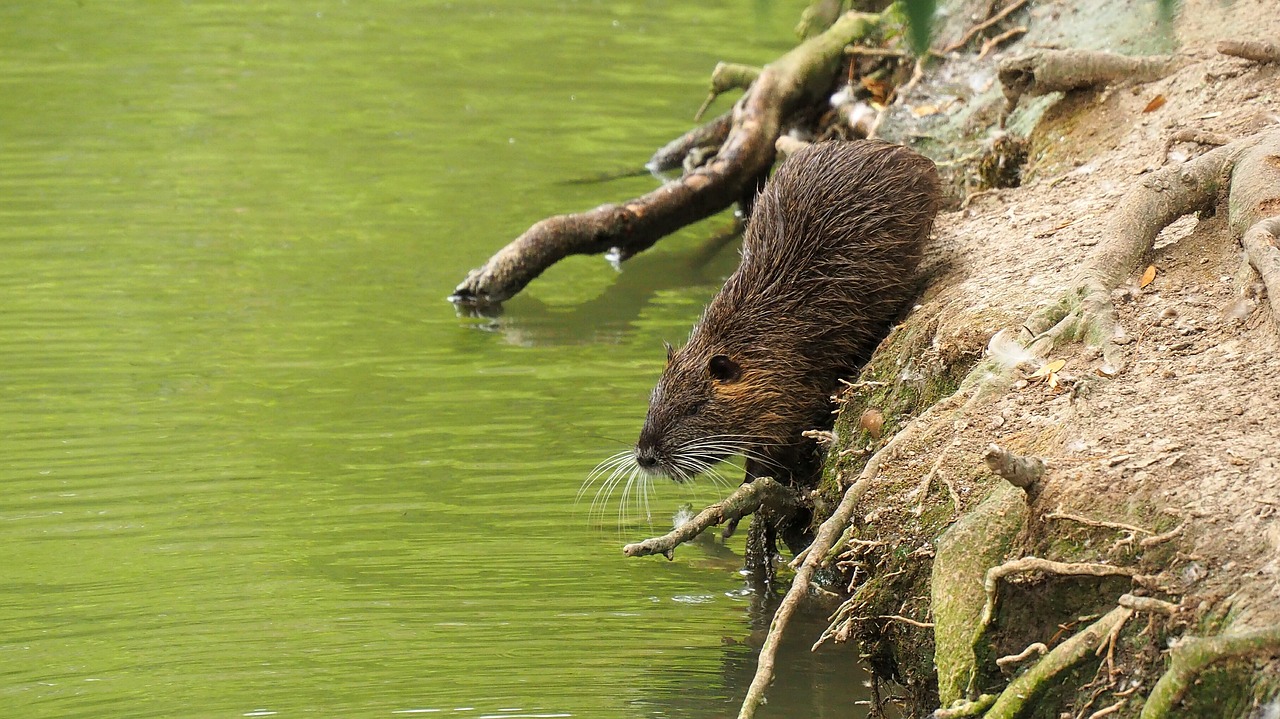 nature nutria rodent free photo
