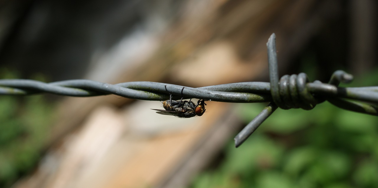 nature insects fly free photo