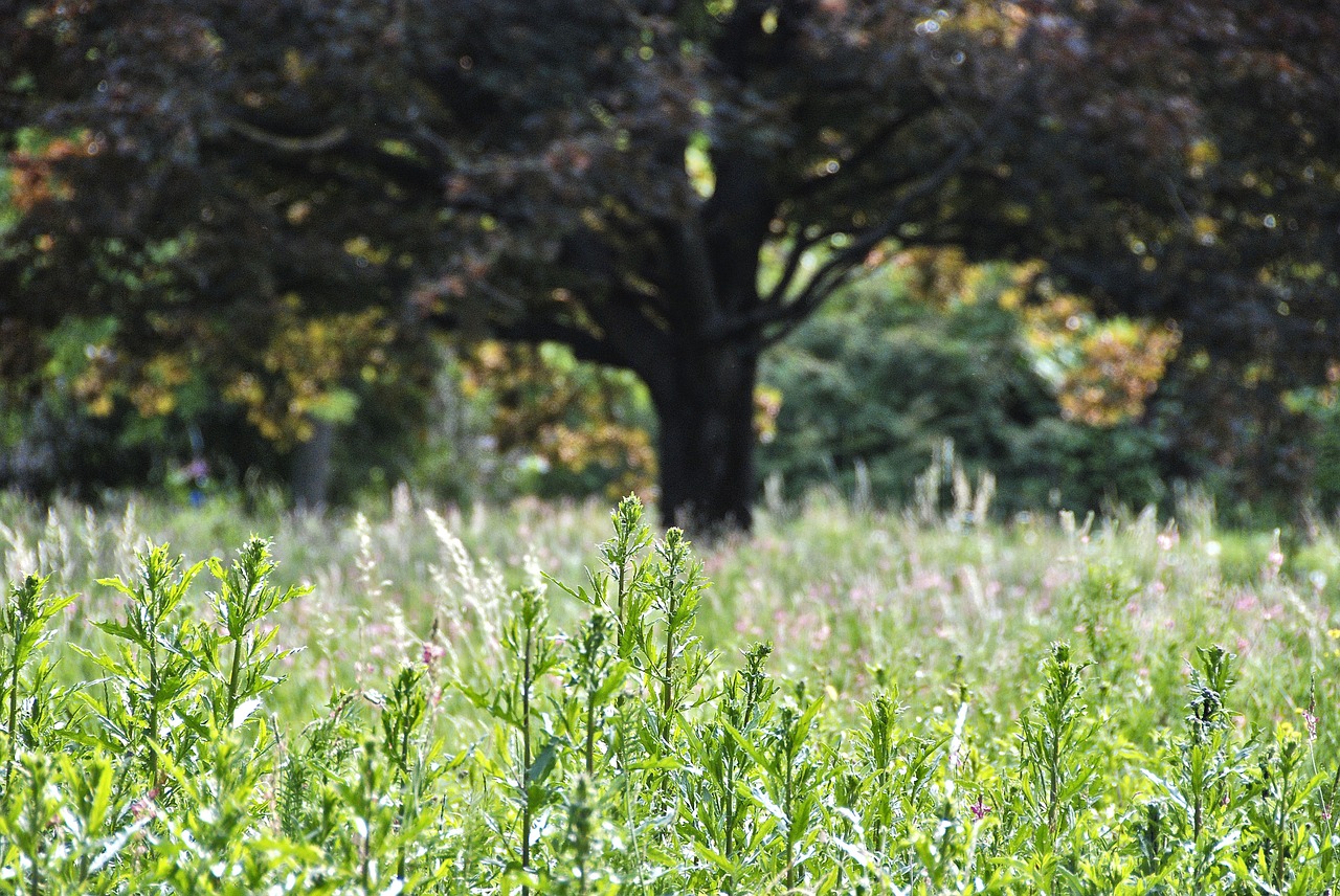 nature tree meadow free photo