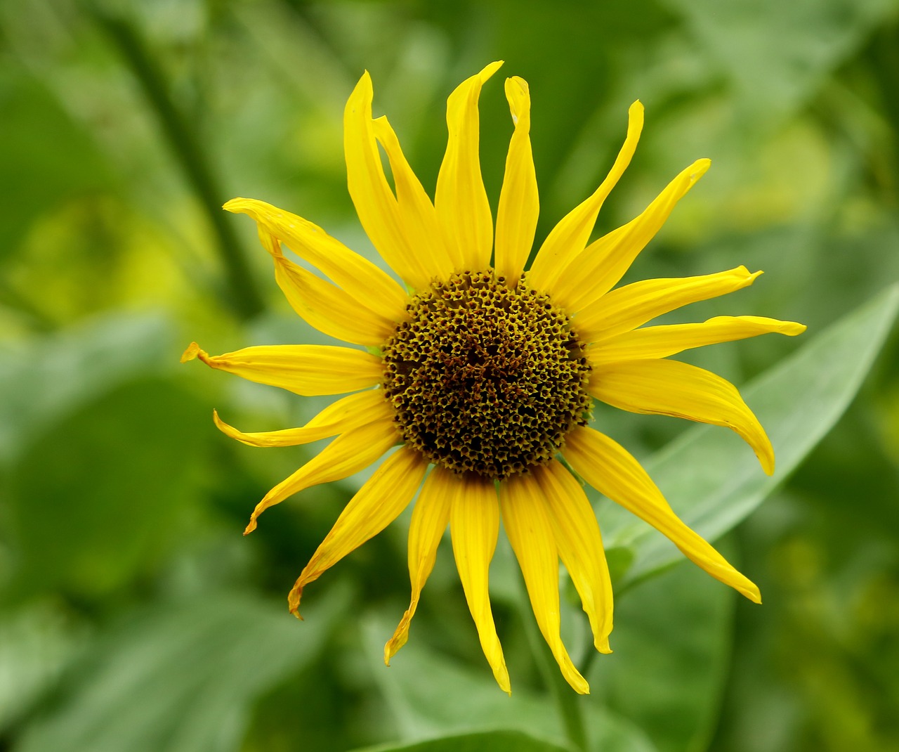 nature flower sunflower free photo