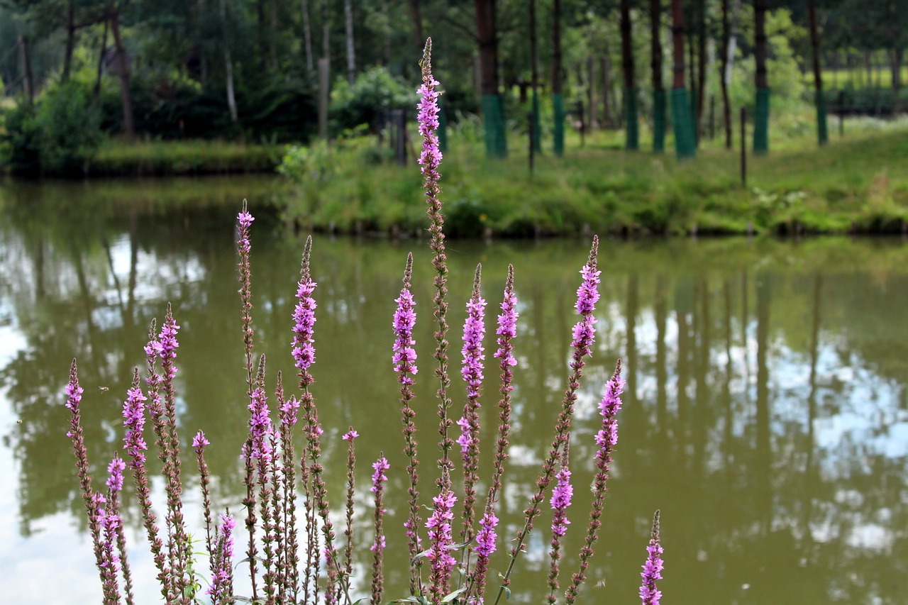 nature landscape tourism free photo