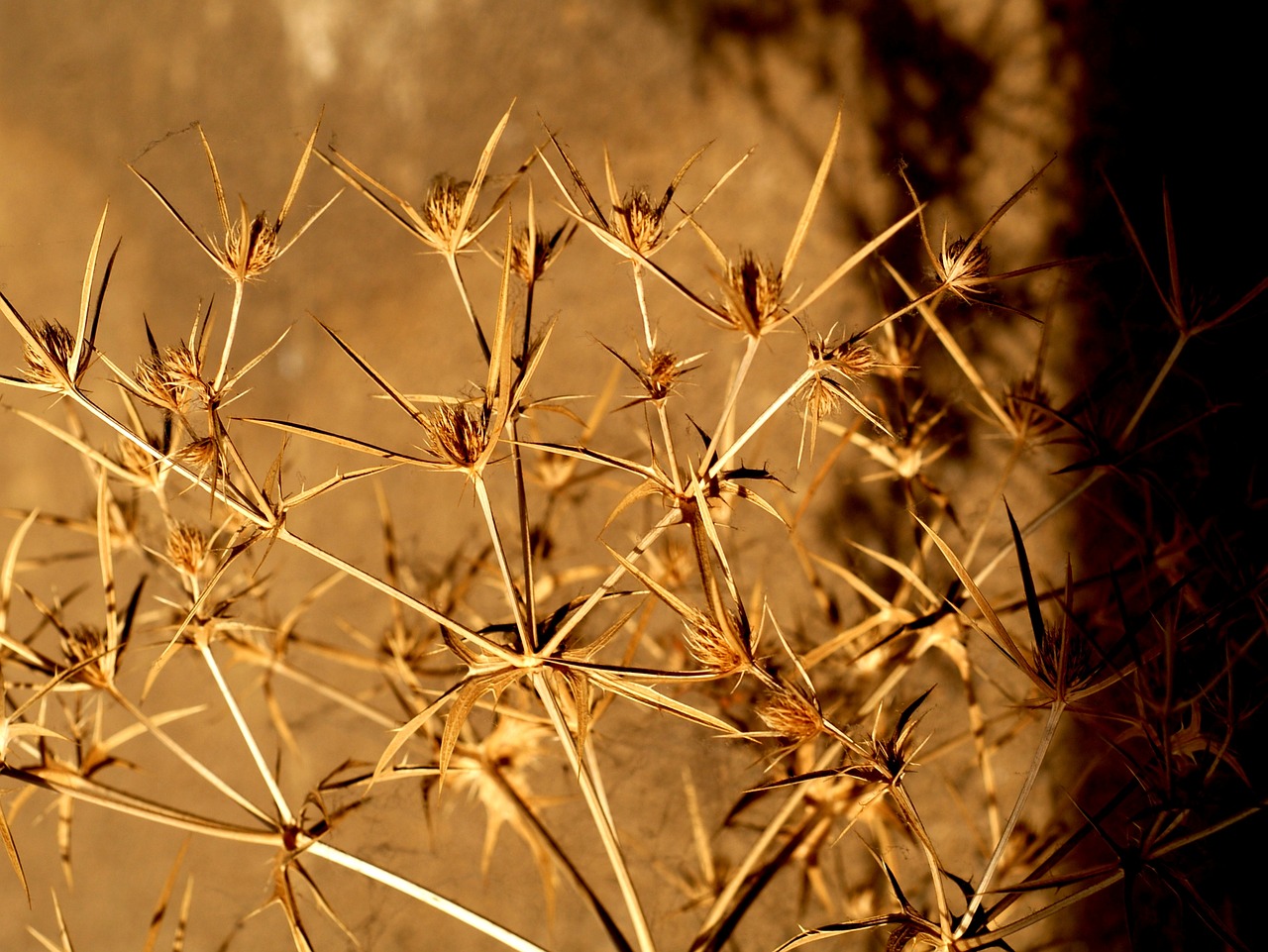 nature plant dry free photo