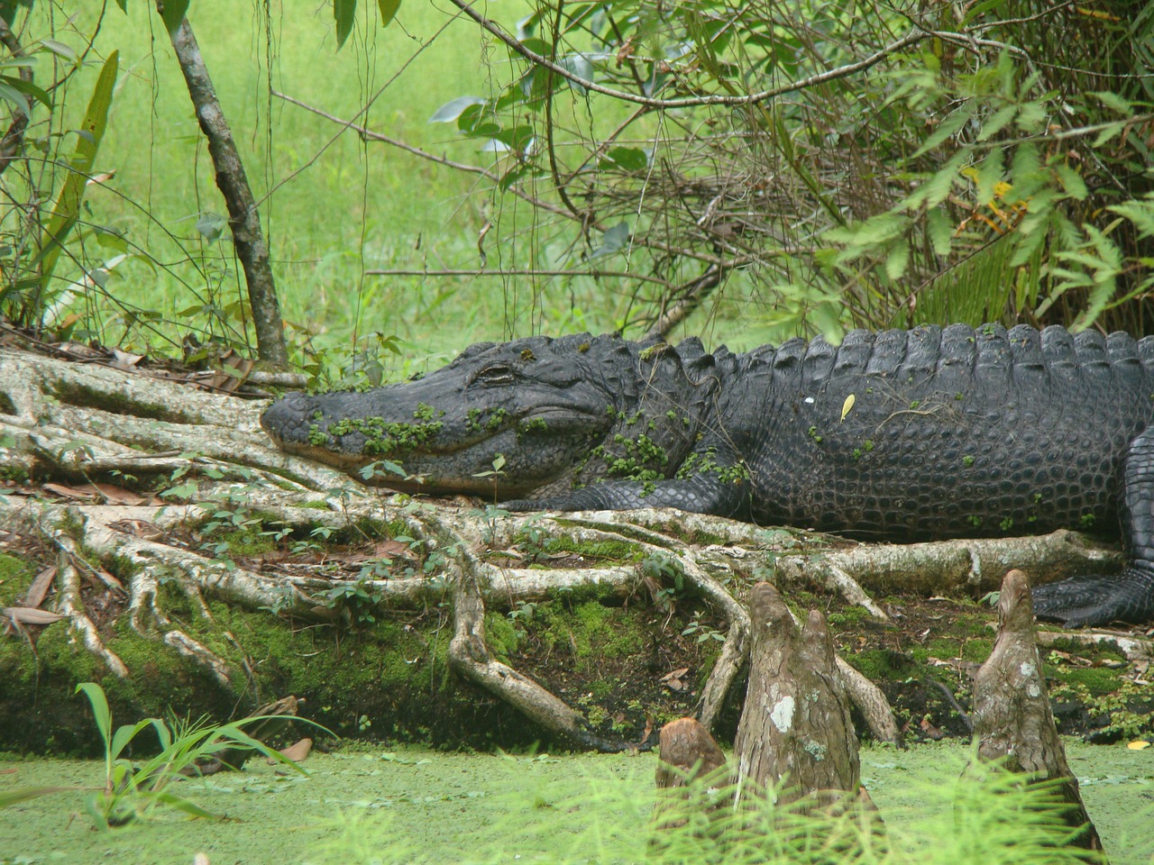 nature aligator animal free photo