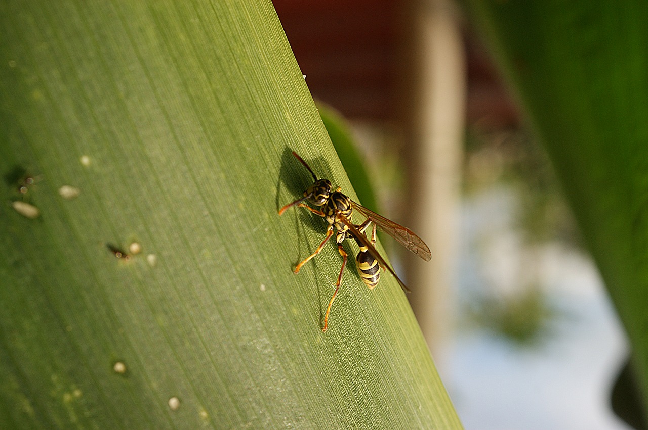 nature insect wasp free photo