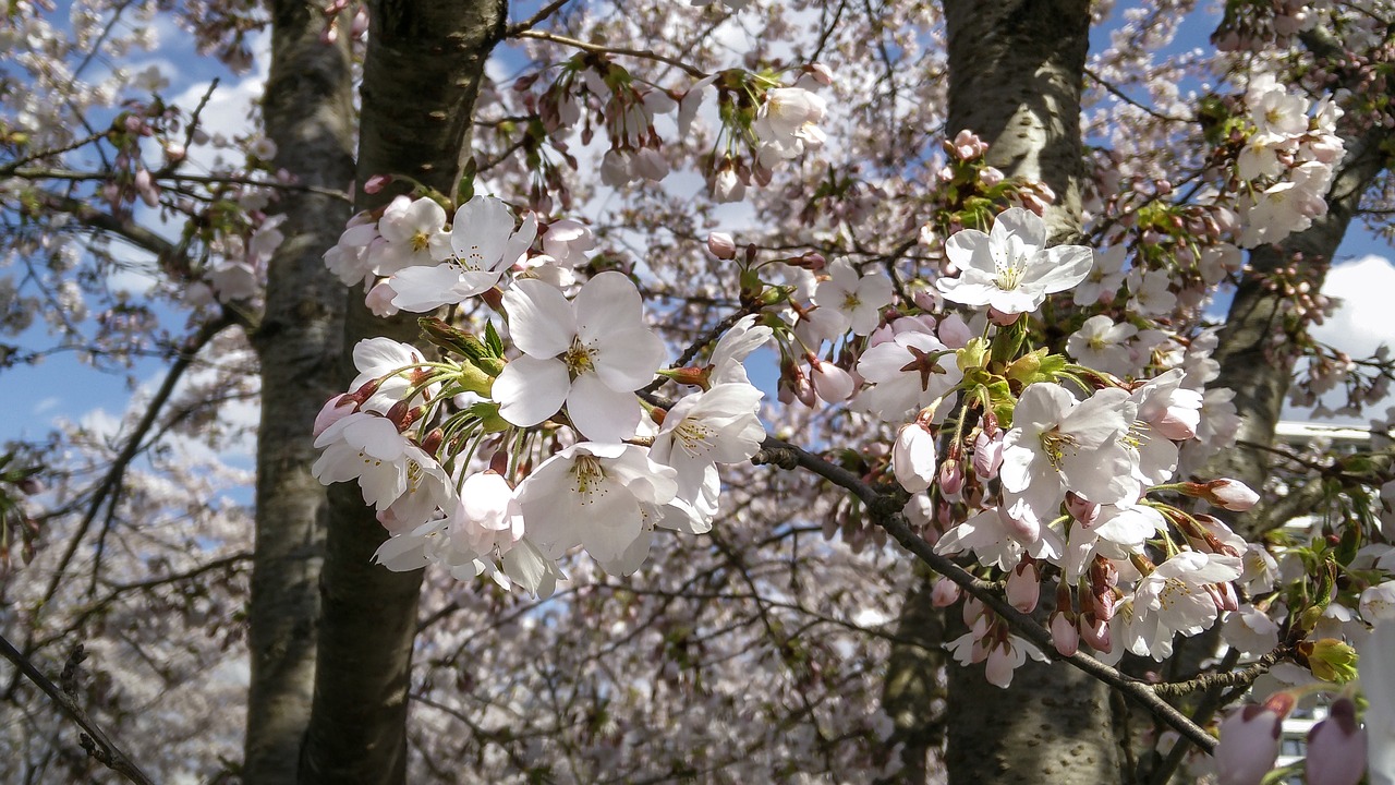 nature tree blossom free photo