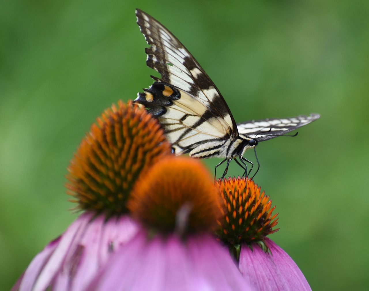 nature cone flower butterfly free photo