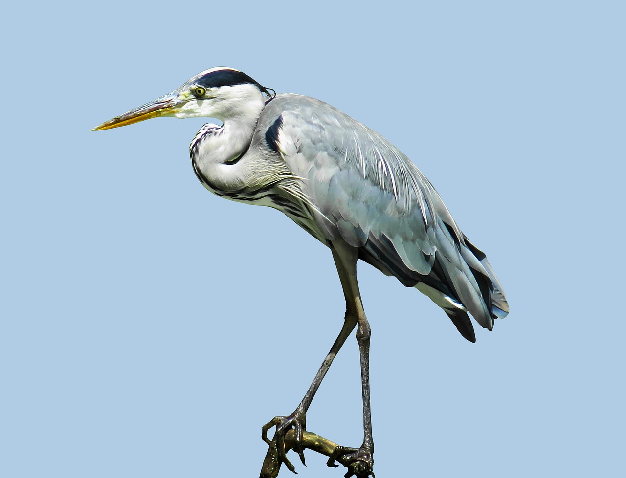 nature bird heron free photo