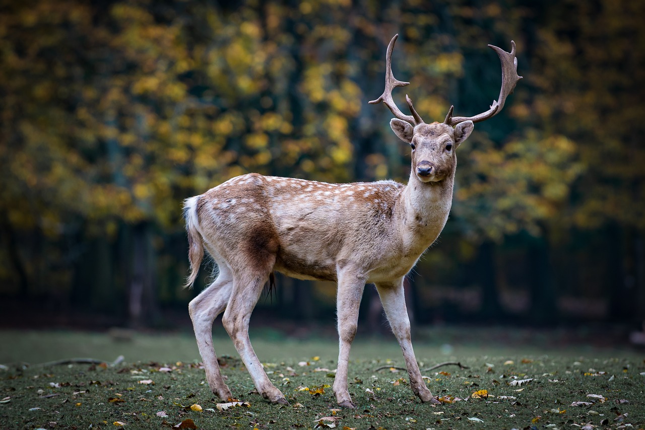 nature roe deer forest free photo