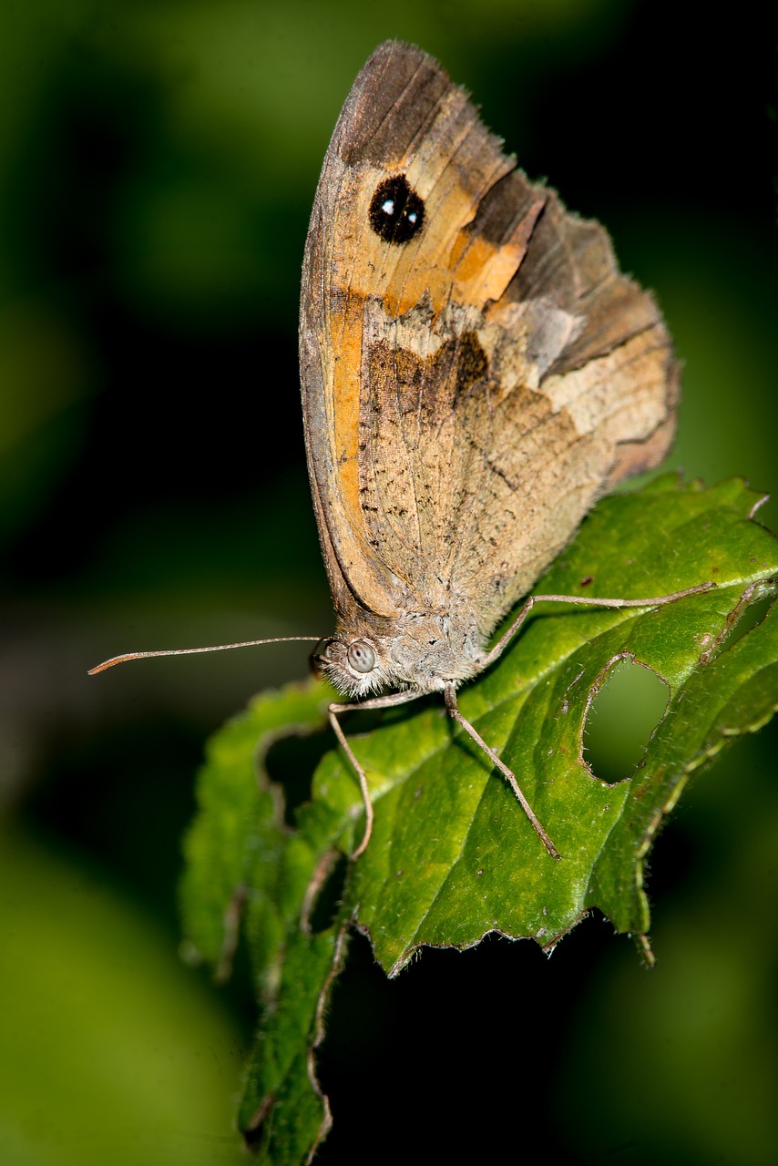 nature butterfly insect free photo